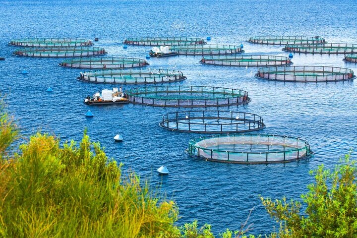 برنامه تولید ۱.۸ میلیون تن آبزیان؛ پژوهش‌های کاربردی حمایت می‌شود