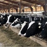 تکمیل بانک اطلاعات دام مازندران با ثبت ۶۶۰ هزار رأس