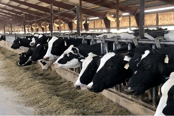 تکمیل بانک اطلاعات دام مازندران با ثبت ۶۶۰ هزار رأس