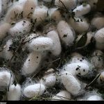 قیمت مصوب پیله تر ابریشم برای سال 1405 اعلام شد