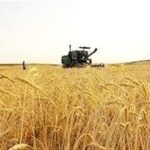 ورود آفت سن گندم به مزارع جنوب کشور