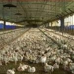 آغاز ارائه تسهیلات نقدی به تولیدکنندگان دام و طیور خرد از امروز