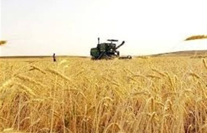 امسال هم در تولید گندم نان خودکفا می شویم