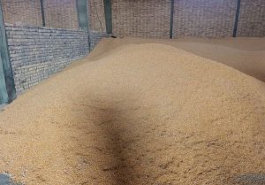 تأمین فوری 180 هزار تن ذرت و جو برای دامداران