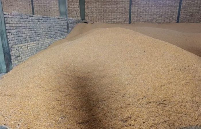 تأمین فوری 180 هزار تن ذرت و جو برای دامداران