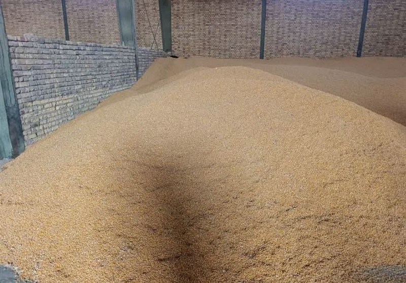 تأمین فوری 180 هزار تن ذرت و جو برای دامداران