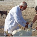 آغاز واکسیناسیون رایگان دام در سنندج