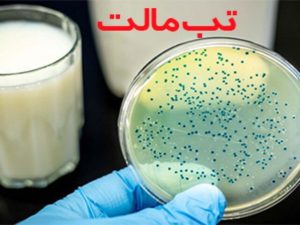 ابتلا به تب مالت در کرمانشاه ۳۴ درصد کاهش یافت