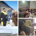 اجرای فاز نخست همزمان‌سازی فحلی در دام سبک بیجار؛ پوشش ۳۰۰ رأس دام