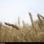ارز واردات گندم دوباره 28500 تومان شد