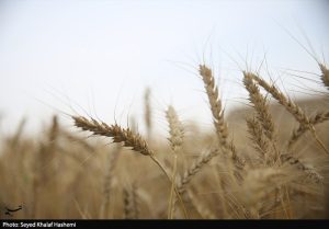 ارز واردات گندم دوباره 28500 تومان شد