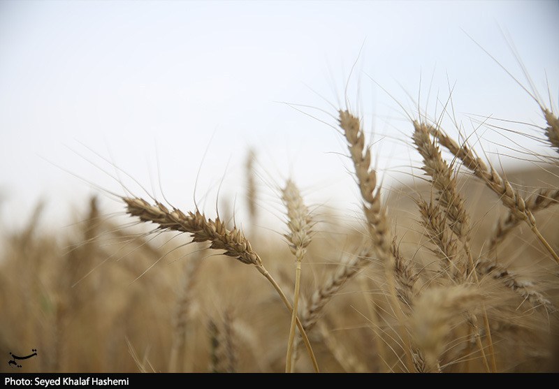 ارز واردات گندم دوباره 28500 تومان شد