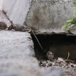 افزایش جمعیت موش‌ها در تهران؛ راهکار محیط زیست چیست؟