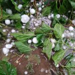 بارش تگرگ در مناطق کوهستانی ایلام