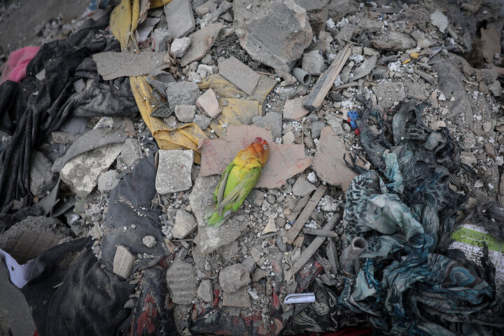 بانوی عکاس از ۴۰ روز بیم و امید گفت؛ قاب‌هایی که در بهشت ‌زهرا جاماند