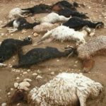 تلف شدن ۲۵۰ رأس گوسفند در پی برخورد صاعقه در مراتع زنجان