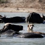 توسعه صنعت گاومیش‌داری در میانکاله نیازمند حمایت است