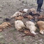 دامود: ۳۰ رأس دام تلف‌شده بر اثر صاعقه در هرسین دفن بهداشتی شد