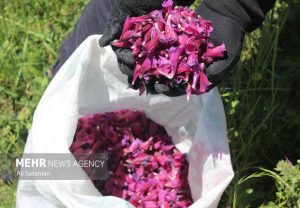 دیمکاری گیاهان دارویی راهبردی برای حفظ آب و احیای مراتع است