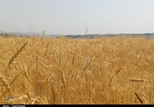رکوردشکنی قیمت جهانی گندم درپی جنگ آمریکا علیه ایران