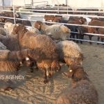 زنجیره سرقت احشام در بسطام پاره شد؛ دستگیری ۴ سارق و یک مالخر