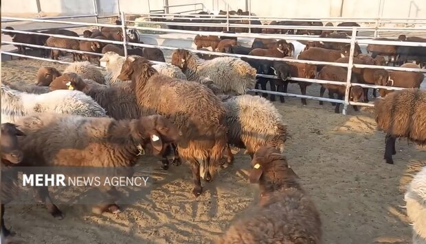 زنجیره سرقت احشام در بسطام پاره شد؛ دستگیری ۴ سارق و یک مالخر
