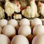 صادرات تخم مرغ ممنوع شد