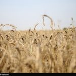 طرح اعتباری گندم برای کاهش فشار مالی گندمکاران اجرا شد