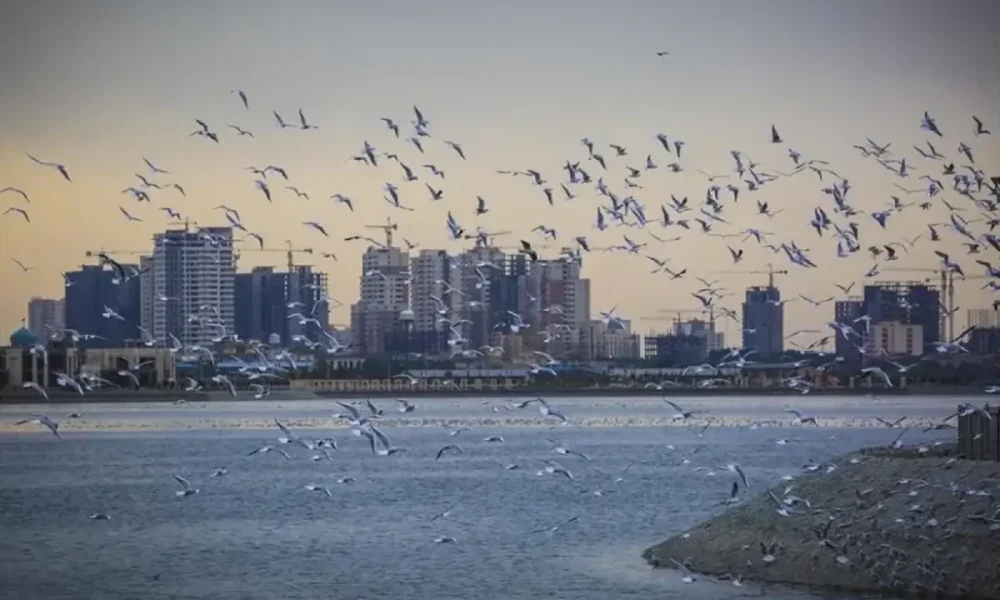 ماجرای مشاهده حشرات ریز دریاچه چیتگر چیست؟