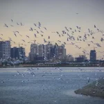 ماجرای مشاهده حشرات ریز دریاچه چیتگر چیست؟