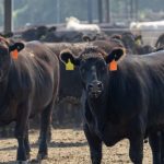 معاملات آتی دام در بازار جهانی به رکورد‌های بی سابقه‌ای رسید