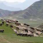 نرخ تعرفه‌های مرتعی در سال 1405 اعلام شد