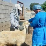 واکسیناسیون ۹۴ میلیون نوبت سر طیور صنعتی در ایلام