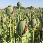 کشف و امحای مزرعه کشت خشخاش در هندیجان