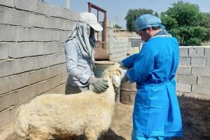 ۳۷۴ هزار راس دام در مازندران واکسیناسیون شد