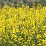 ۵ هزار تن دانه روغنی کلزا در دهلران برداشت شد