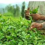 600 میلیارد تومان از مطالبات چایکاران پرداخت شد