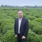برداشت ۳۳۰ تنی برگ سبز چای از باغات رامسر؛ ۴۷ درصد مطالبات پرداخت شد