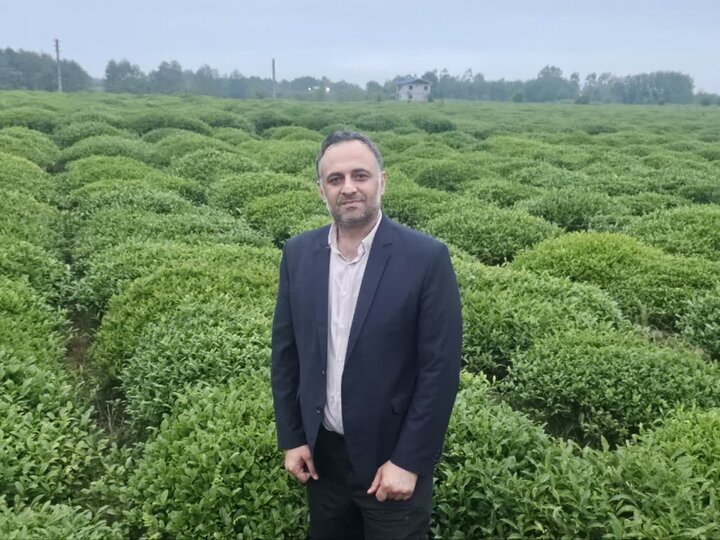 برداشت ۳۳۰ تنی برگ سبز چای از باغات رامسر؛ ۴۷ درصد مطالبات پرداخت شد