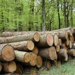 تخصیص پساب برای زراعت چوب در مناطق مستعد