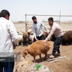 تشدید نظارت‌های بهداشتی دامپزشکی فهرج همزمان با عید سعید قربان