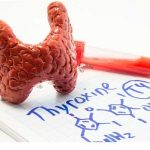 تیروئید؛ غده‌ای کوچک با تأثیری بزرگ بر سوخت‌وساز بدن