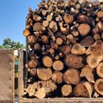 جزئیات شناسایی و انهدام باند قاچاق چوب با دوربین تله‌ای در استان مازندران