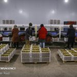 جهش صادرات کیوی و مرکبات در مازندران