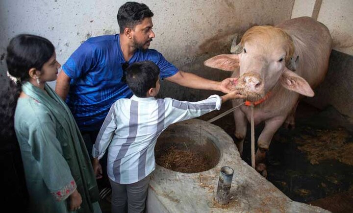 مشهور شدن یک گاومیش در بنگلادش به علت شباهت به ترامپ+ تصاویر مشهور شدن یک گاومیش در بنگلادش به علت شباهت به ترامپ +تصاویر