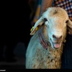 نرخ هرکیلو دام در آستانه عید قربان 730 هزار تومان اعلام شد