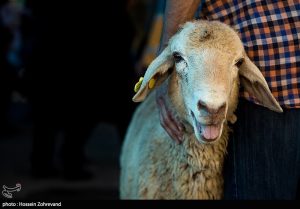 نرخ هرکیلو دام در آستانه عید قربان 730 هزار تومان اعلام شد