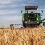 هر یک درصد ریزش محصول معادل نان ۴۲ هزار لرستانی