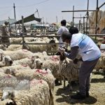 ورود ۱۵ هزار دام سبک به سیستان و بلوچستان در آستانه عید قربان