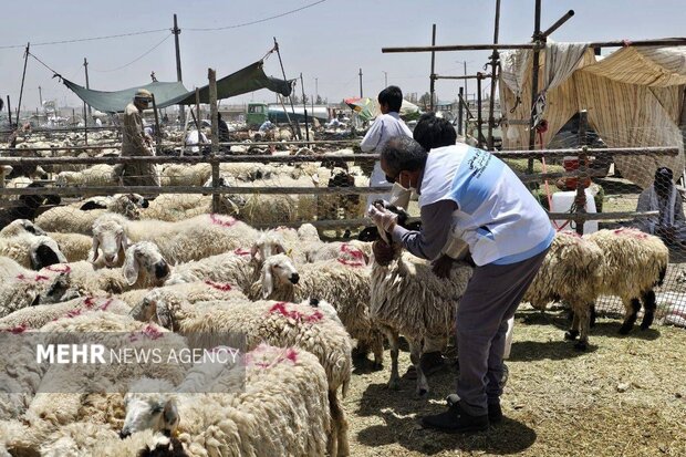 ورود ۱۵ هزار دام سبک به سیستان و بلوچستان در آستانه عید قربان